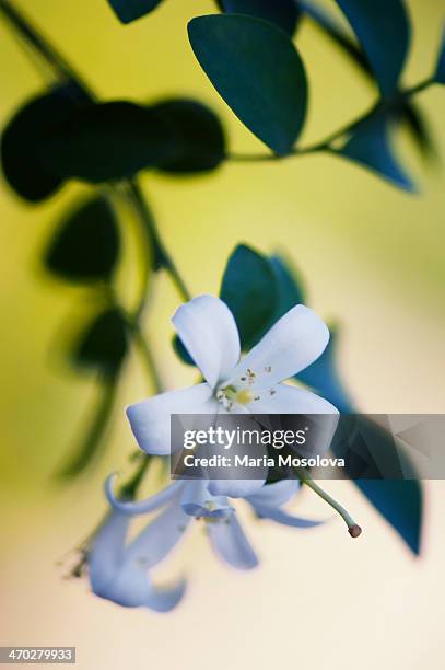 murraya houseplant blossom - jasmine foto e immagini stock