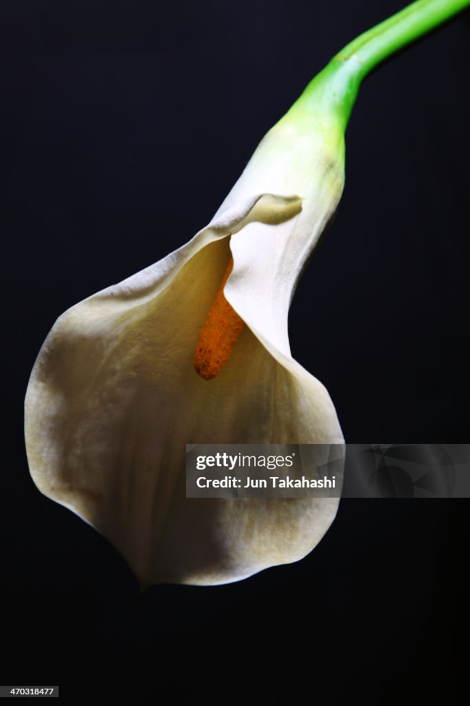 Calla Lily