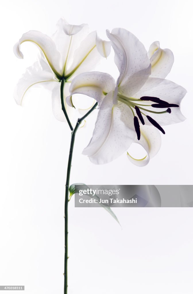 White Lily
