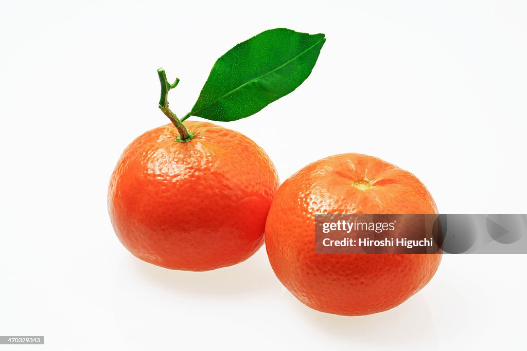 Mandarin orange