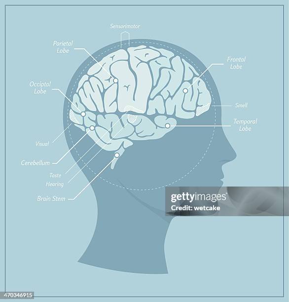 human brain diagram - biomedical illustration stock illustrations