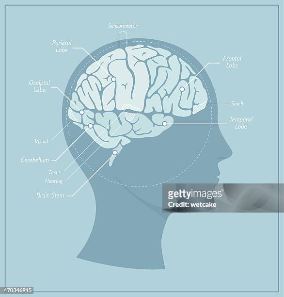 human brain diagram - side view 幅插畫檔、美工圖案、卡通及圖標