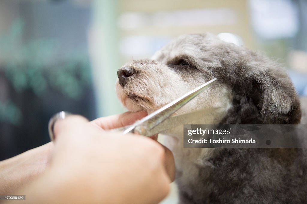 Toy poodle being trimmed