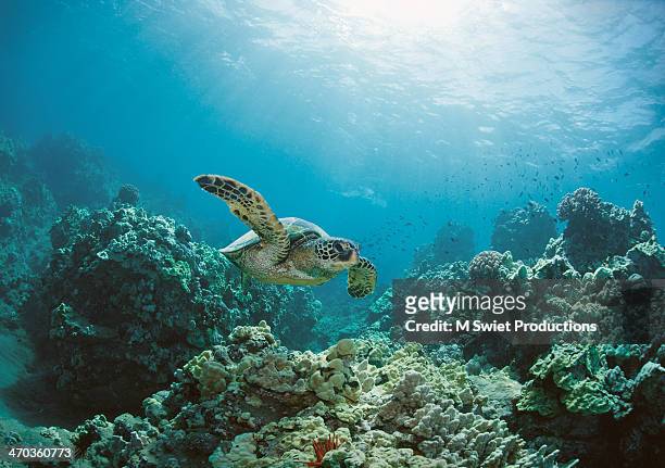 sea turtle - unterwasseraufnahme stock-fotos und bilder