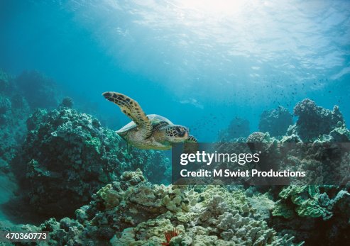 Sea turtle Sea turtle