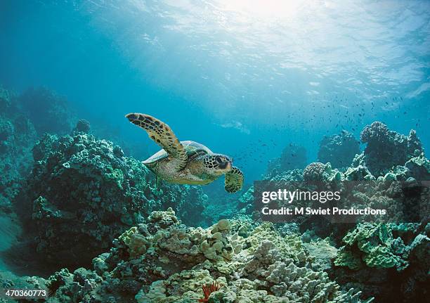 sea turtle - reef bildbanksfoton och bilder