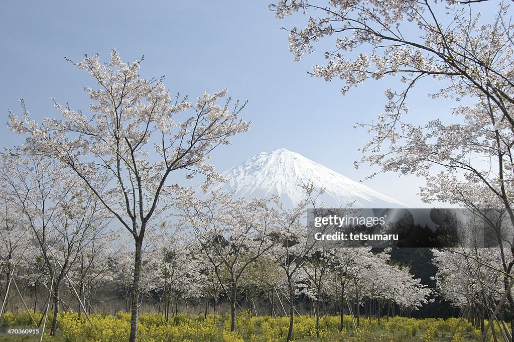 Cherry blossoms