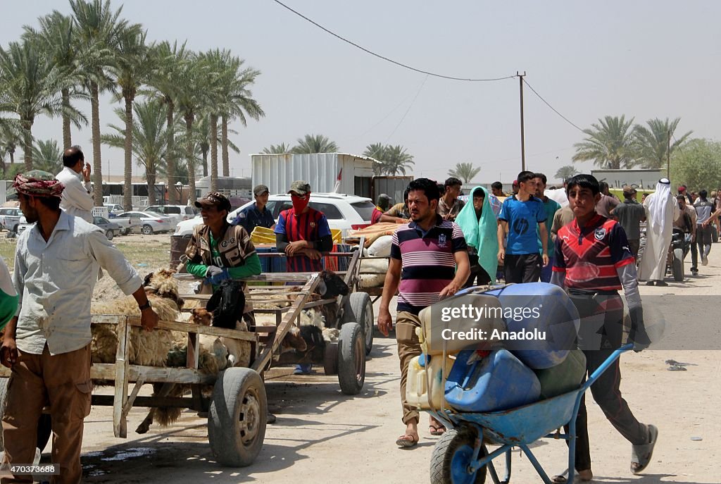 Thousands flee as Daesh seize Iraq's Ramadi