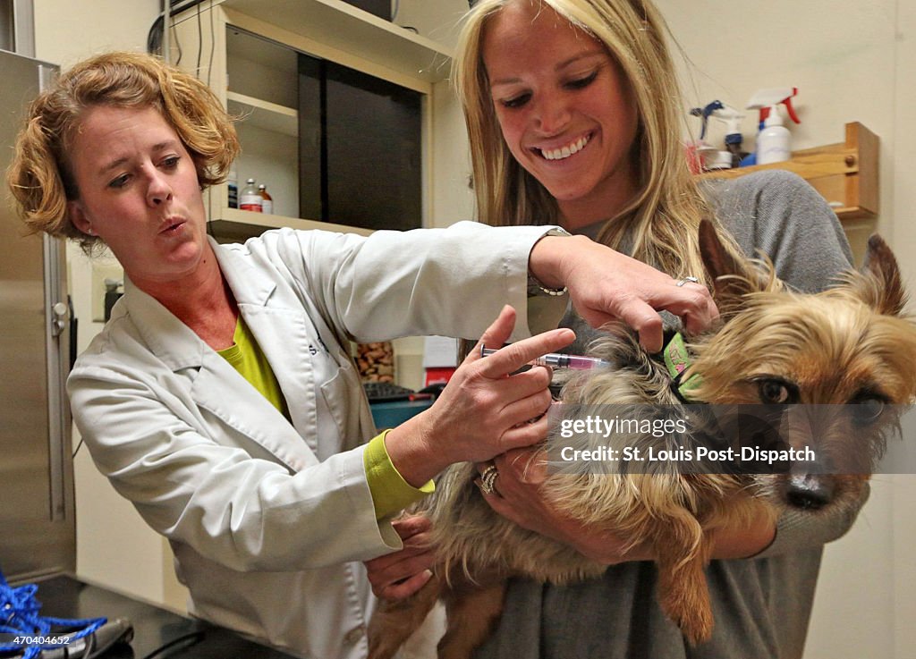 Midwest dog flu has some vets requiring vaccinations