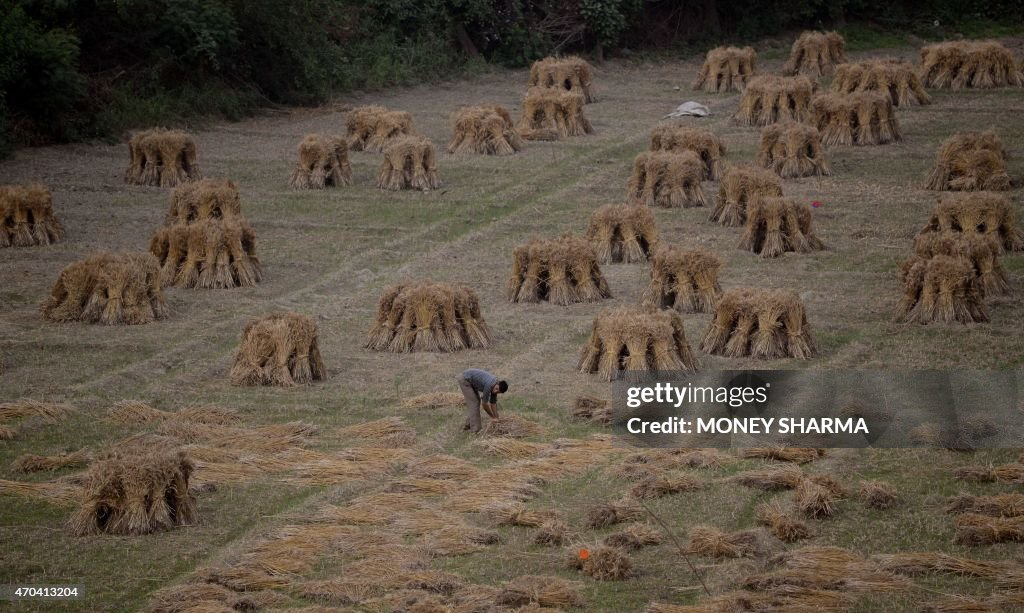 INDIA-AGRICULTURE-WHEAT