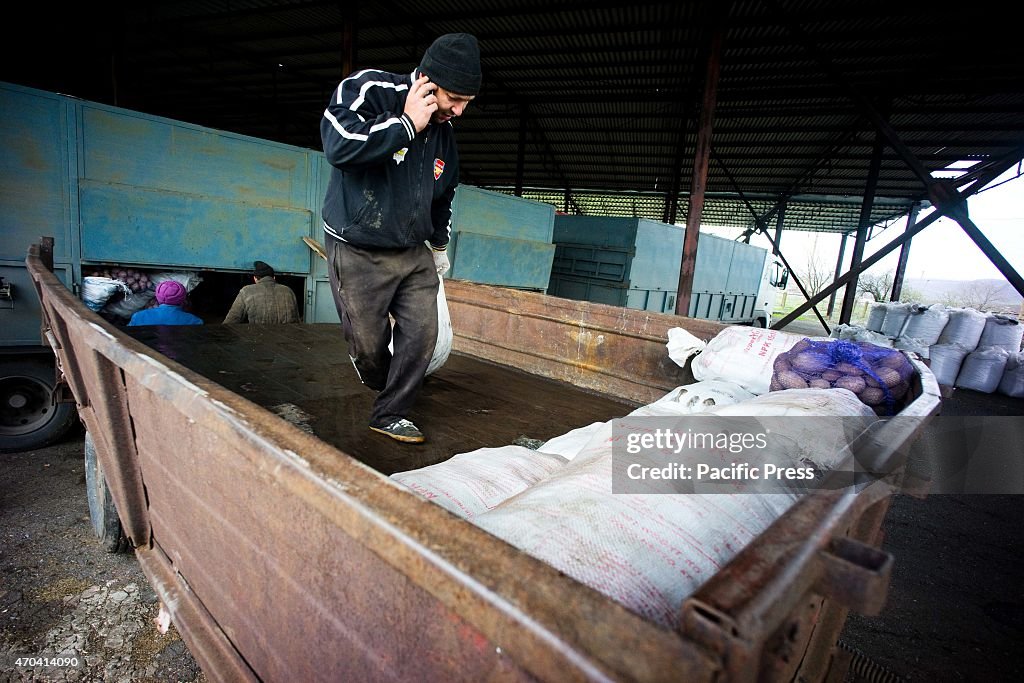 Local farmers packing up potatos ready to be transported to...