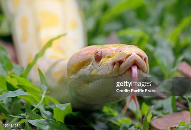 The member of the reptile Community carry their pets during a gathering in East Jakarta, Indonesia on April 19, 2015. Albino Burmese pythons are one...