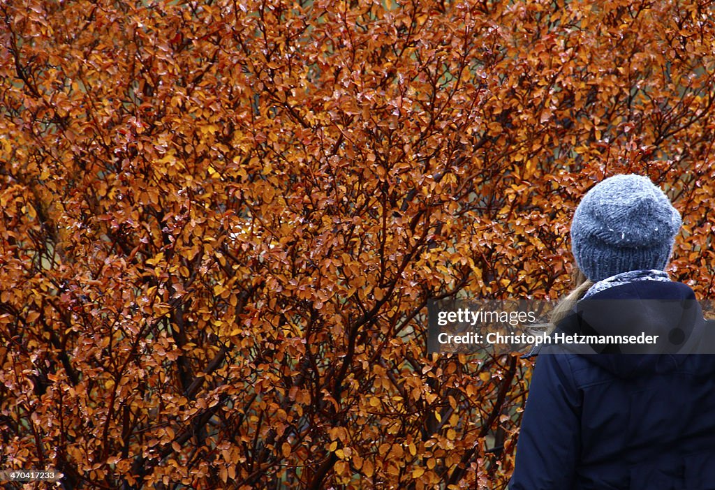 Golden autumn bush