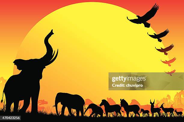 african wild animals silhouettes safari in hot day - lion cub stock illustrations