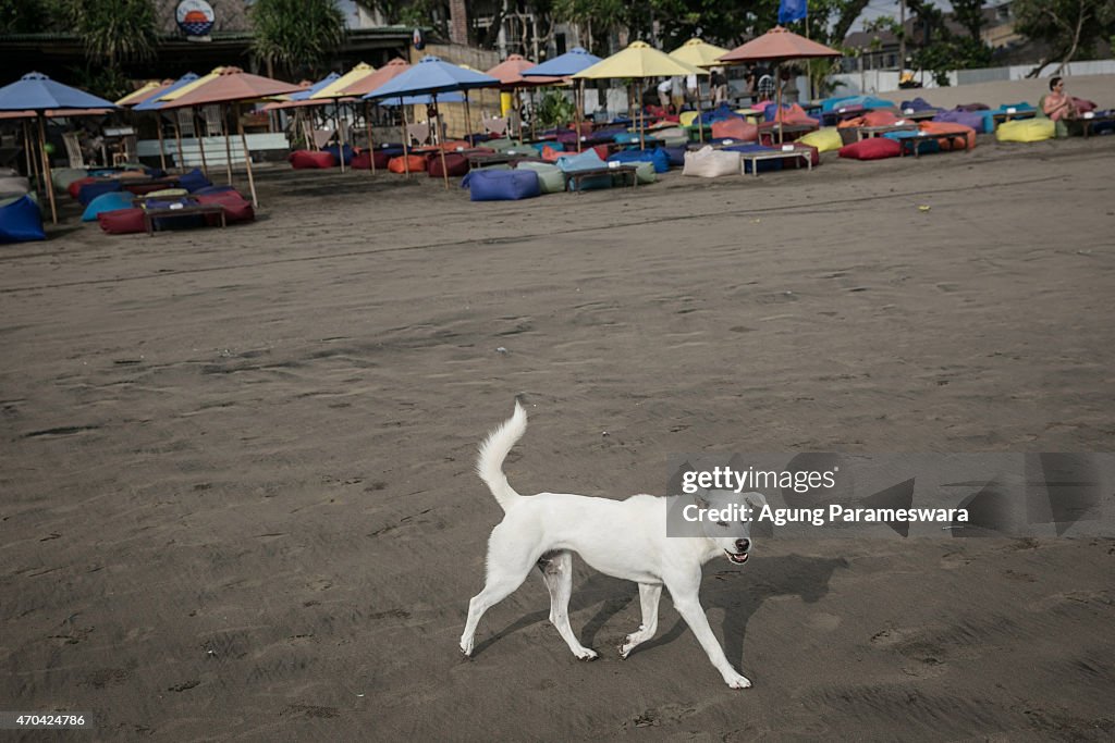 Officers Attempt To Vaccinate Bali's Stray Dogs Following Rabies Scare