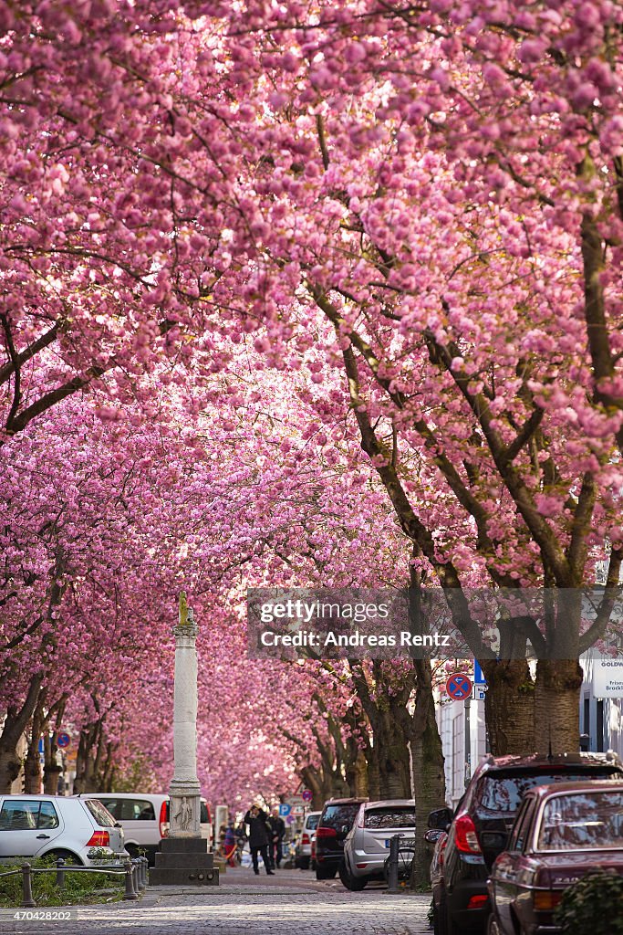 Cherry Blossoms In Bonn