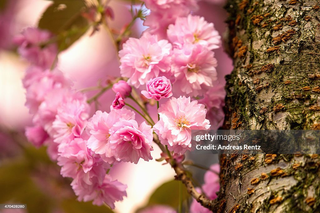 Cherry Blossoms In Bonn