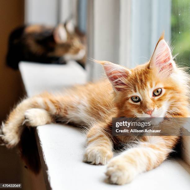 super casual kitten - maine coon cat imagens e fotografias de stock