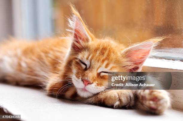 nap champion - maine coon cat stock pictures, royalty-free photos & images