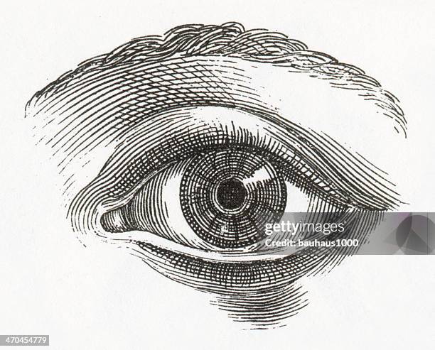 human eye engraving - engraved image stock illustrations