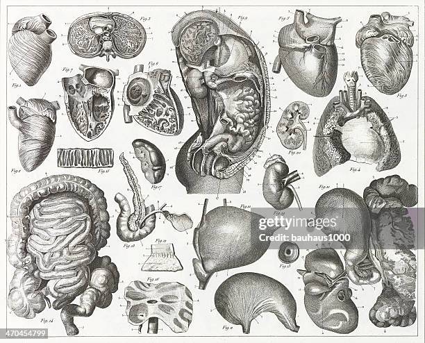 stockillustraties, clipart, cartoons en iconen met digestive organs engraving - menselijke maag inwendig orgaan