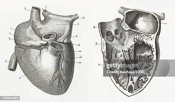 human heart engraving - tendon stock illustrations