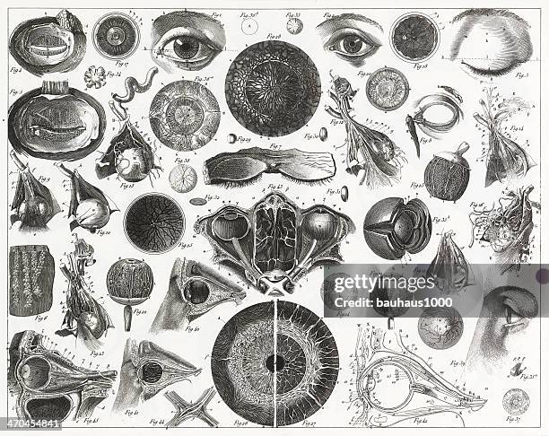 ilustraciones, imágenes clip art, dibujos animados e iconos de stock de ojo anatomía grabado - optic nerve