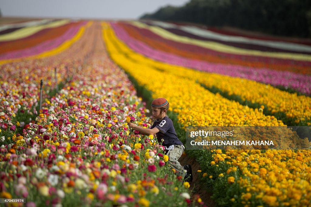 ISRAEL-FLOWERS