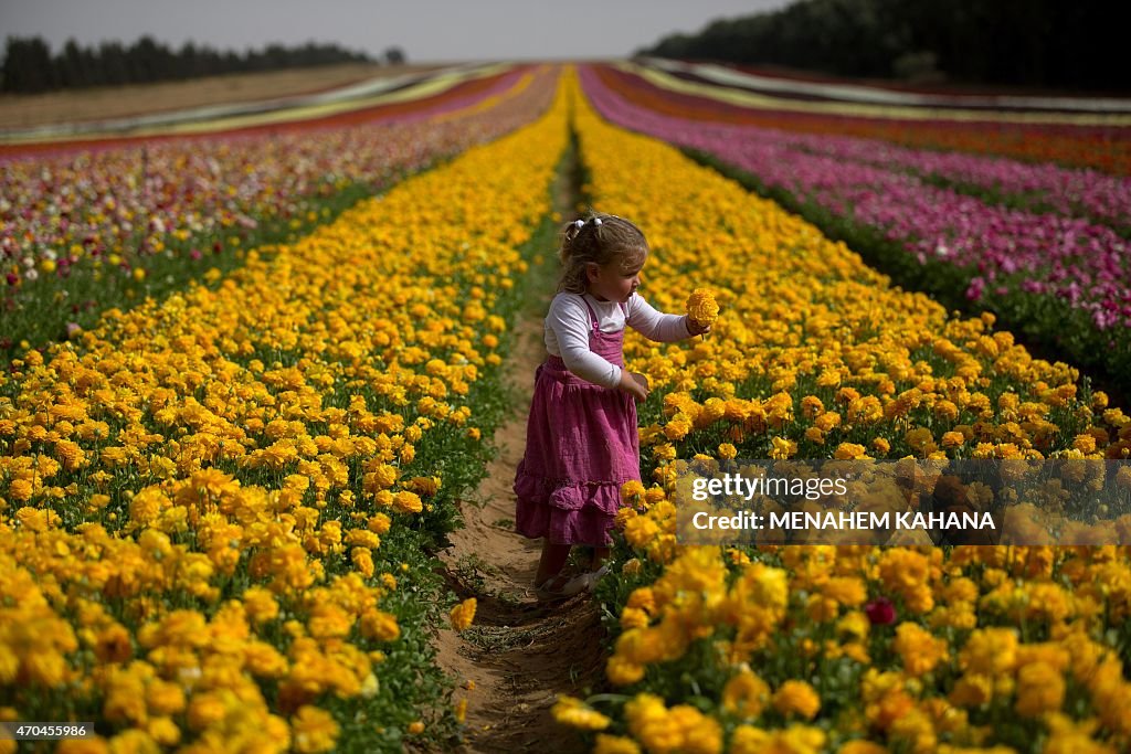 ISRAEL-FLOWERS
