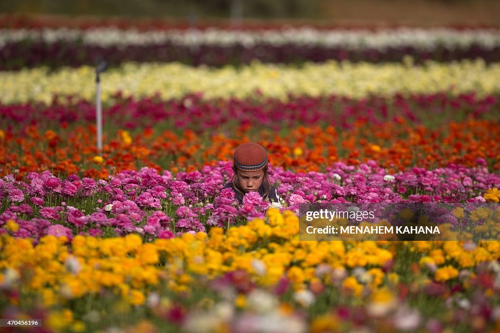 ISRAEL-FLOWERS