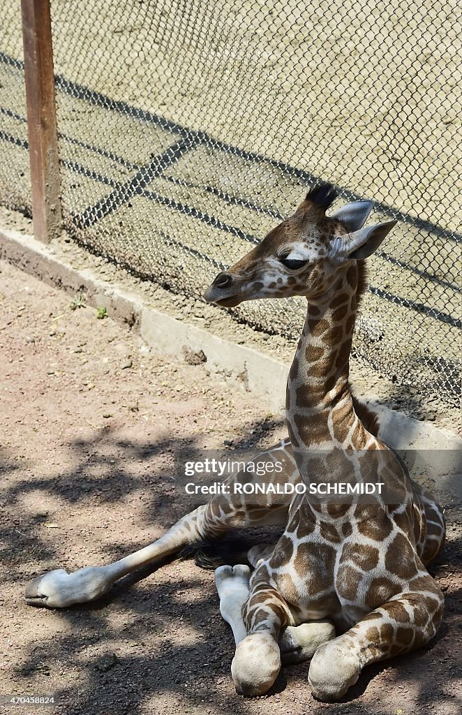 MEXICO-ANIMALS-GIRAFFE