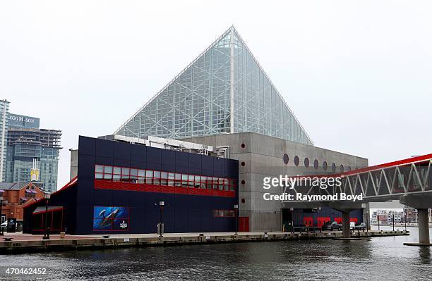 National Aquarium on April 9, 2015 in Baltimore, Maryland.