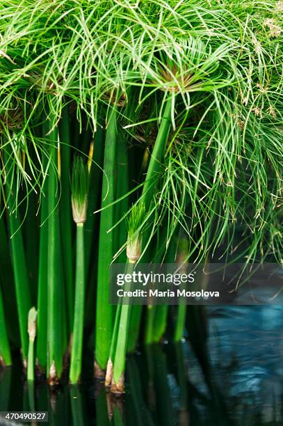 Papyrus Reed Pictures Photos and Premium High Res Pictures - Getty Images