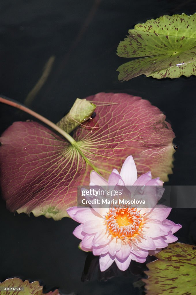 Pink Waterlily