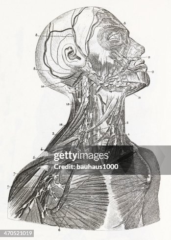 Cardiovascular System Engraving Cardiovascular System Engraving