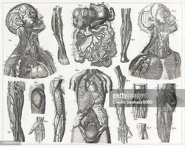 cardivascular system engraving - human body part stock illustrations