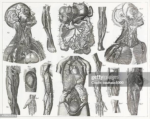 cardivascular system engraving - human skeletal system stock illustrations