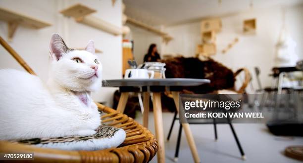 Cat lies on a chair in the first cat cafe in Amsterdam, the Netherlands, on April 21, 2015. Already popular in Tokyo where there are dozens, cat...