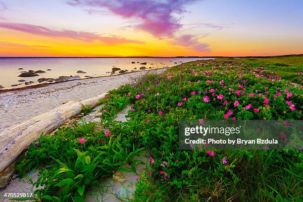 gooseberry - massachusetts beach stock pictures, royalty-free photos & images