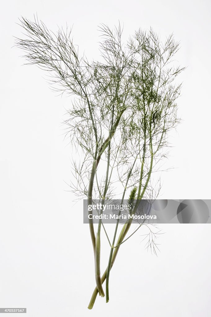 Dill Weed Covered With Dew