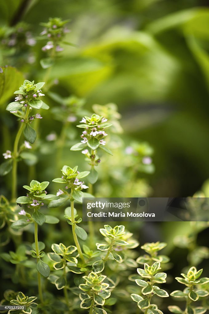 Thyme Plants in Spring