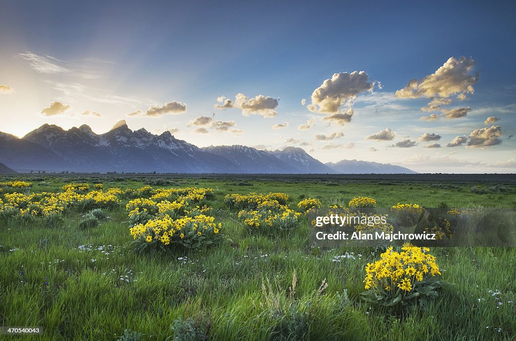 Wildflowers Grand Teton National Park Wyoming