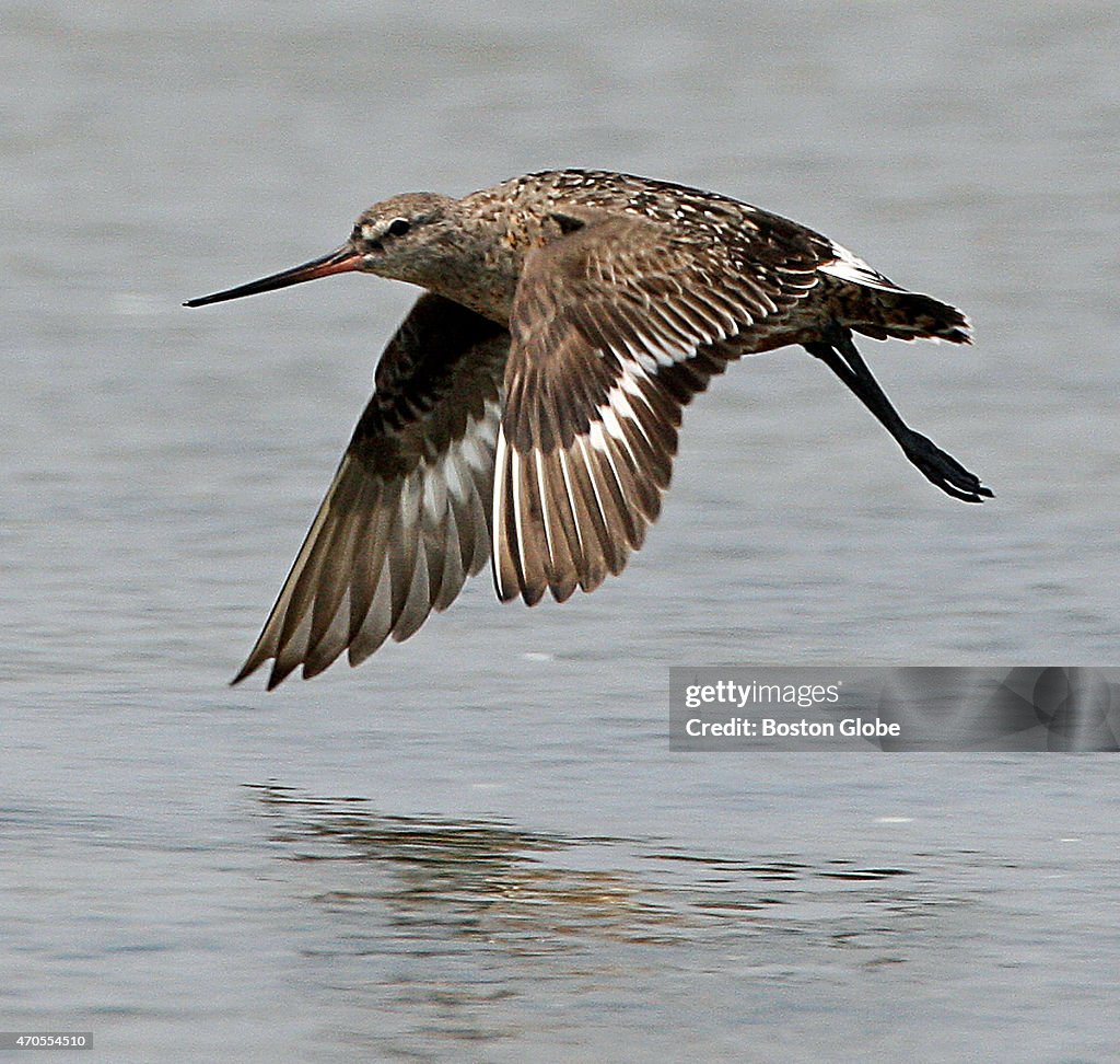 Spring Sees Return Of Shorebirds To Essex Bay Marsh