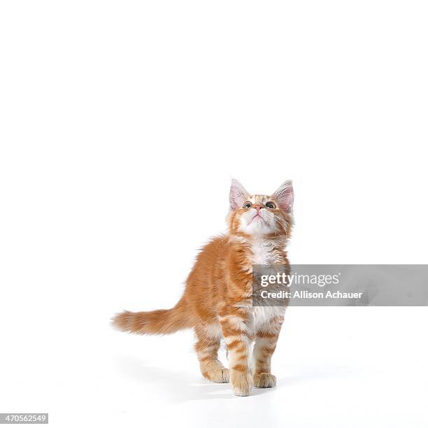 it's a bird, it's a plane... - maine coon cat imagens e fotografias de stock