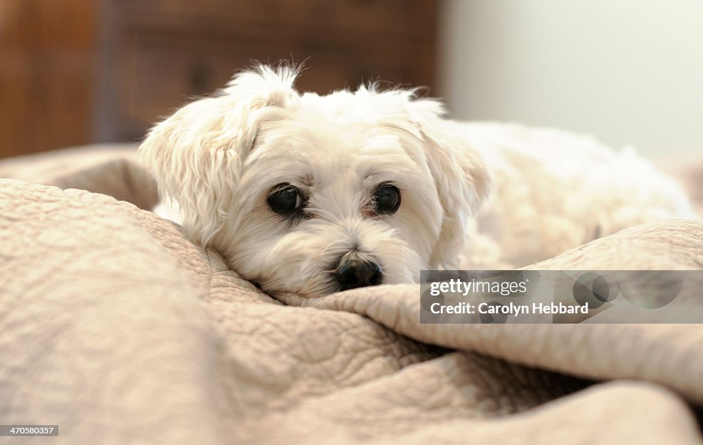 Dog Laying on Blankets on Bed