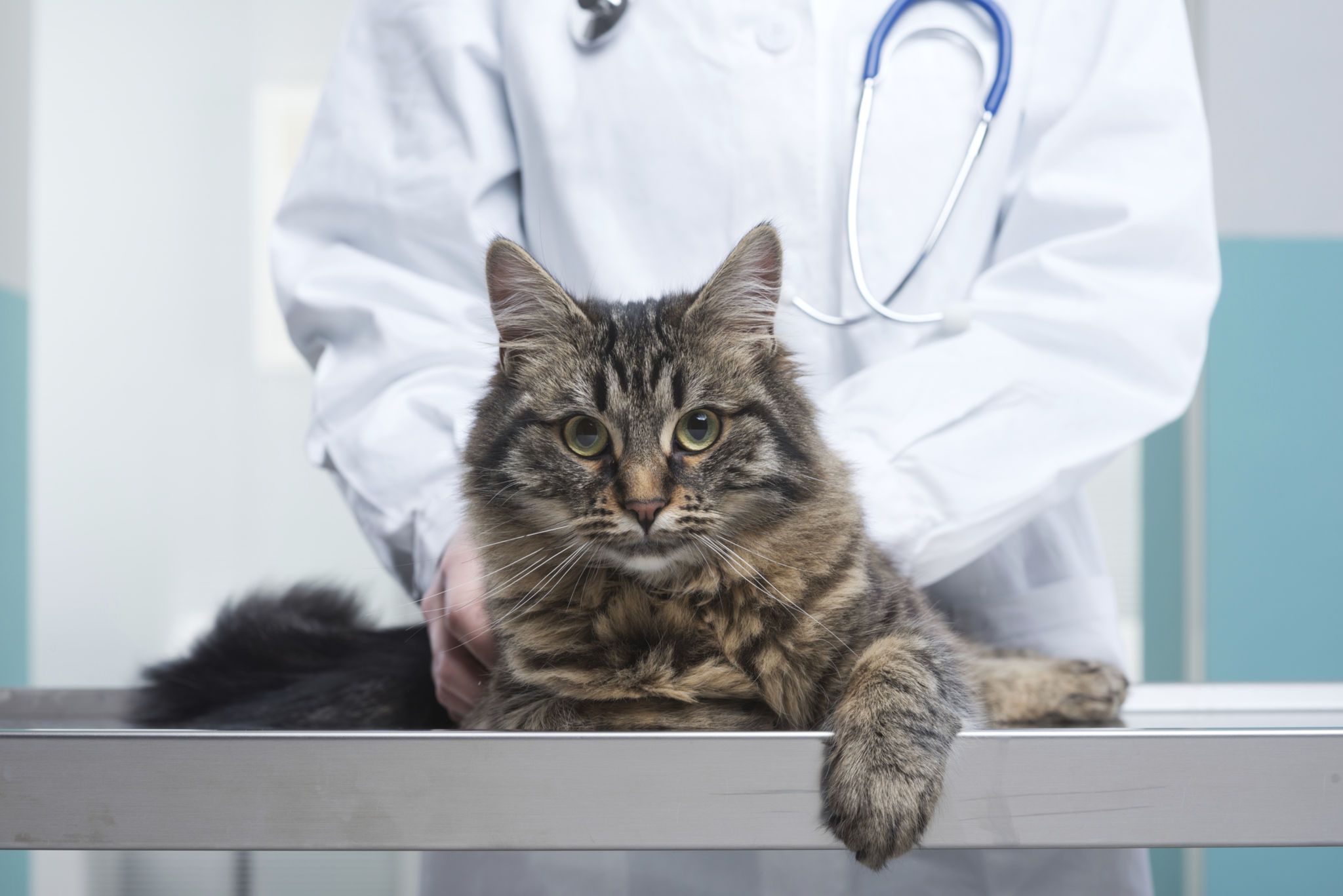 Veterinarian and Cat Veterinarian and Cat