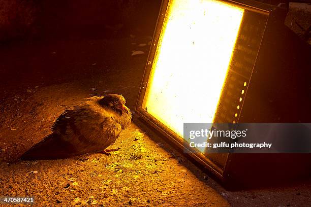 cold. night warm light - halogeenlamp stockfoto's en -beelden