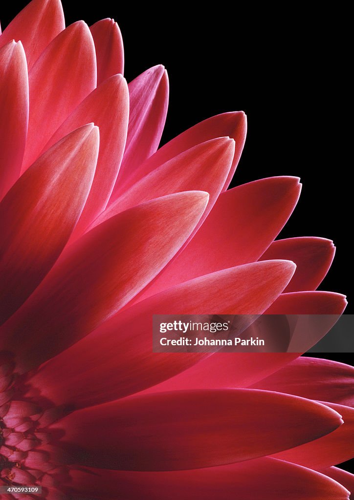 Macro shot of a pink Gerbera flower
