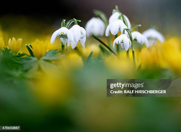 Snowflake and winter aconite flowers bloom in Potsdam, northeastern Germany, on February 20, 2014. Temperatures in the region were around ten degrees...