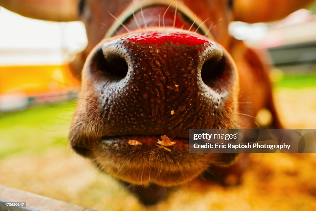 Close up of cow's nose